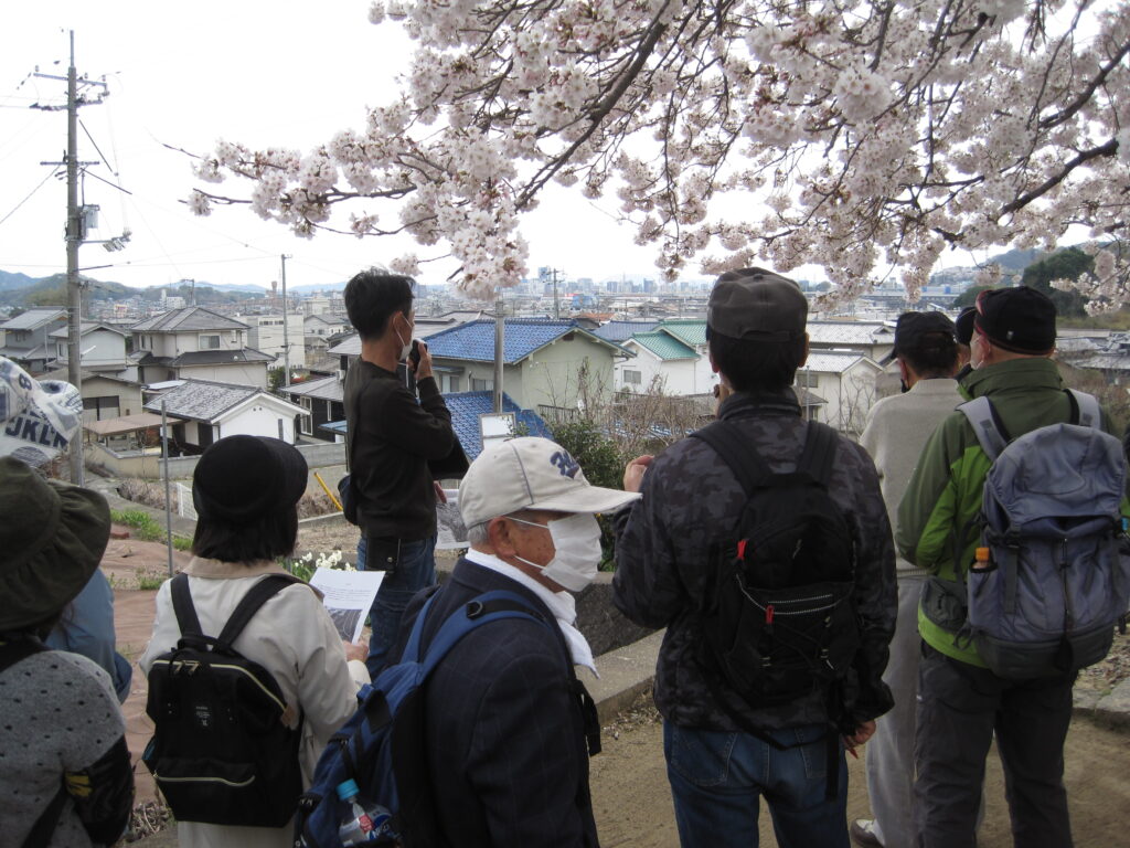 次に行った合戸砦跡では満開の桜が出迎えてくれました。津之郷を俯瞰しながら、中世山陽道、砦の役割、当時
