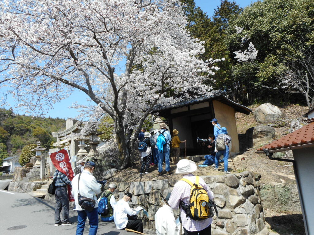 厳島神社の謎の地蔵堂で説明を聞く参加者。桜が満開です。