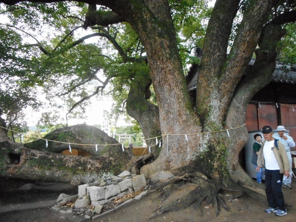 太田神社には樹齢500年と言われる楠木も。圧倒されます。