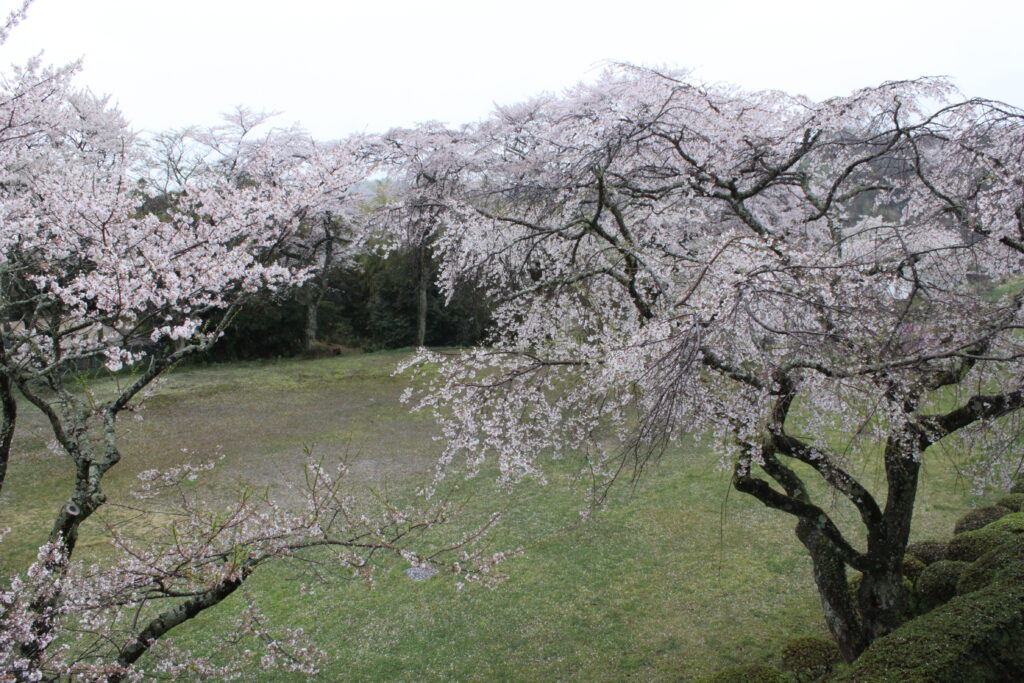 桜もしっとり。楽しい花見会でした。