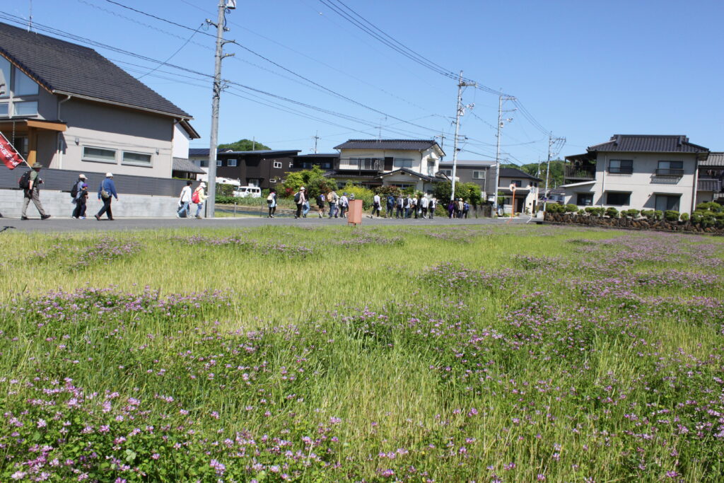 レンゲの咲く快晴の中を快適なウォーキングでした。例年ですとこの時期かなり暑い時もありましたが、今日は